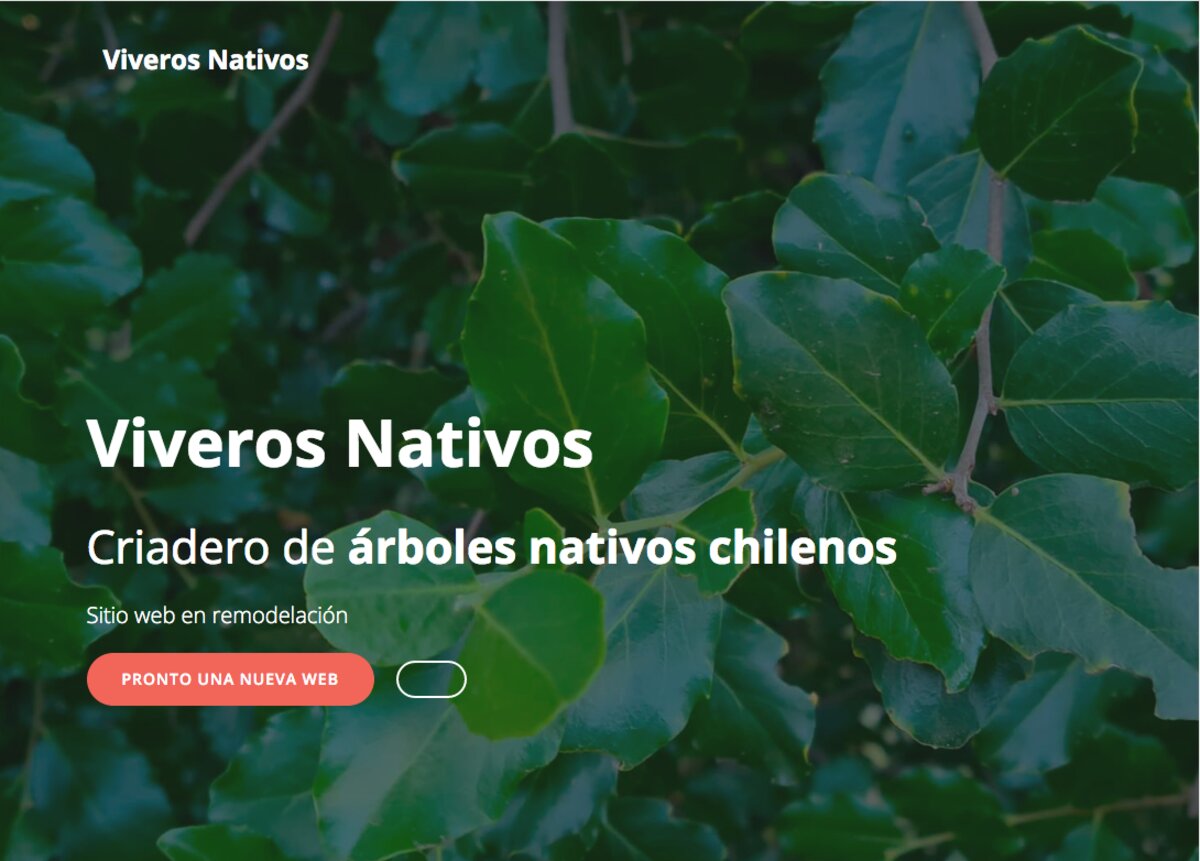 árboles nativos en el maule